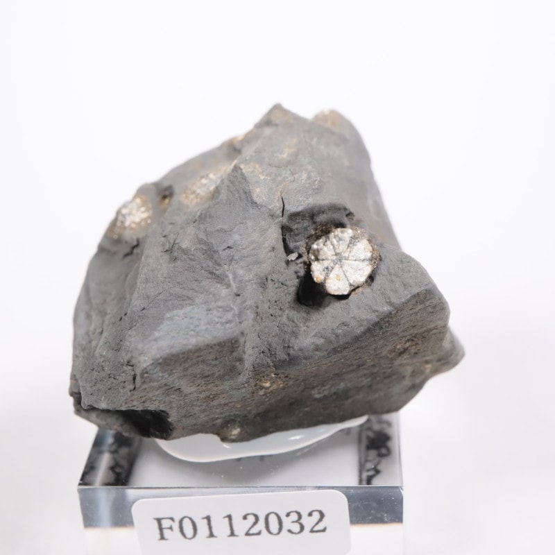 群馬県産 桜石 | 鉱物標本,その他の鉱物 | ほたるみねらるオンライン