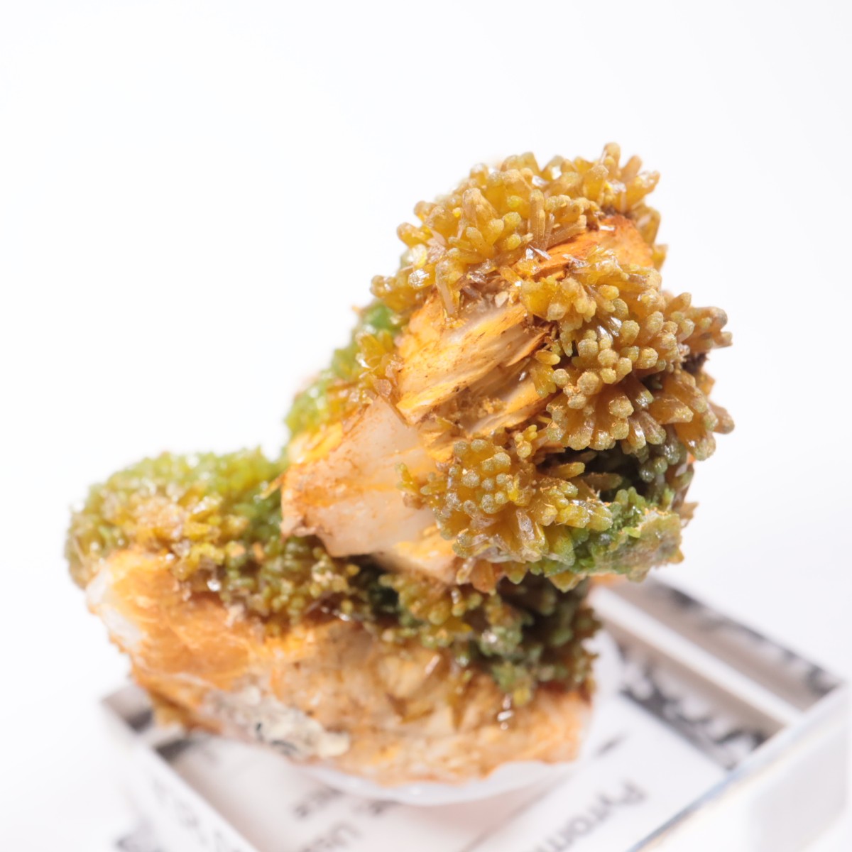 フランス産 パイロモルファイト（緑鉛鉱） | 鉱物標本,ハ行