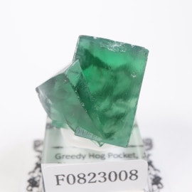 Greedy Hog Pocket ե饤