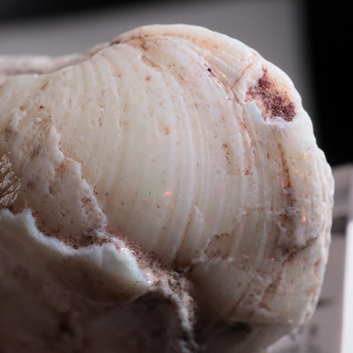 オーストラリア産 シェルオパール | 鉱物標本,ア行,オパール/蛋白石