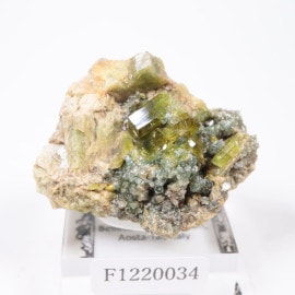 �����ꥢ�� �٥��ӥ��ʥ���