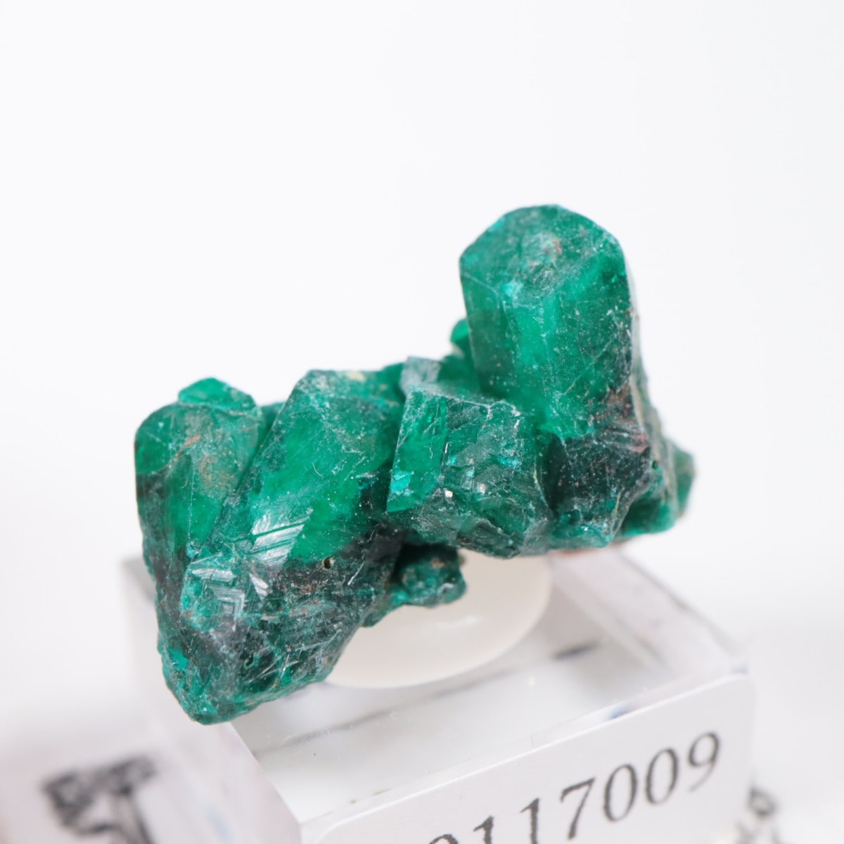 コンゴ産 ダイオプテーズ | 鉱物標本,タ行,ダイオプテーズ/翠銅鉱