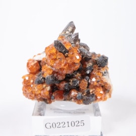 ��� ���ڥ���ƥ��󥬡��ͥå�