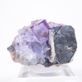 ����Υ����� �ե����饤�ȡ�����ʡ����륵����