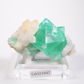 Riemvasmaak�� �ե����饤�ȡ���������