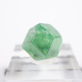 �ѥ������� �ǥޥ�ȥ��ɥ����ͥå�