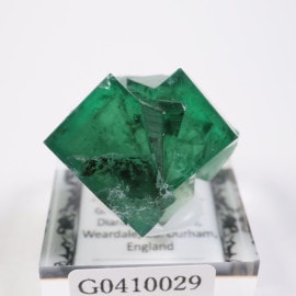 Greedy Hog Pocket�� �ե����饤��