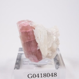 ����ե���˥����� �ȥ�ޥ��