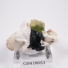 �ѥ������� �ȥ�ޥ�󡢥��꡼�֥�������