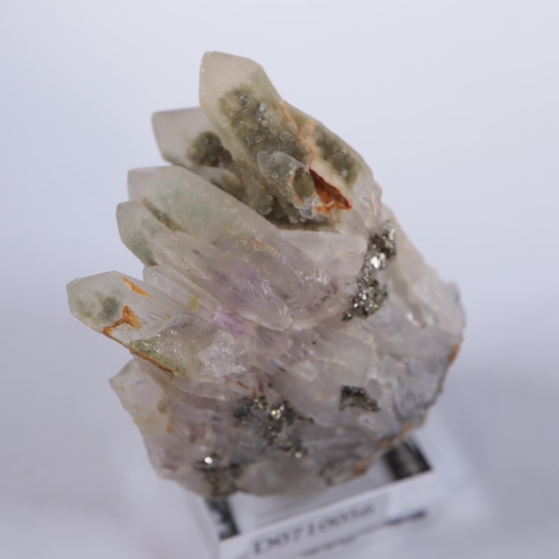 �֥륬�ꥢ�������᥷���ȡ��������饤��