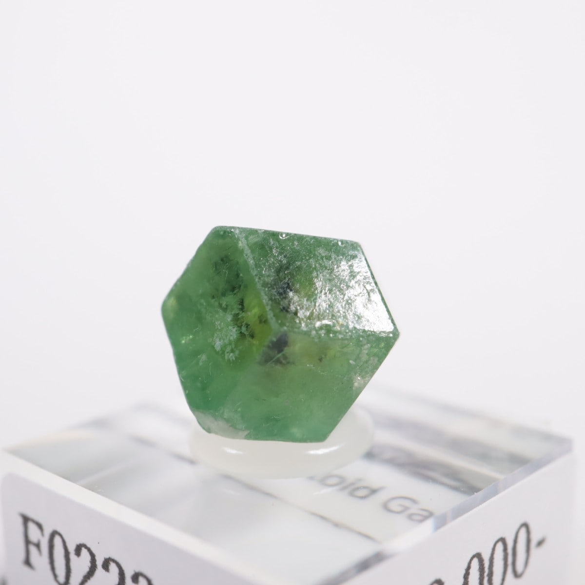 �ѥ������� �ǥޥ�ȥ��ɥ����ͥå�