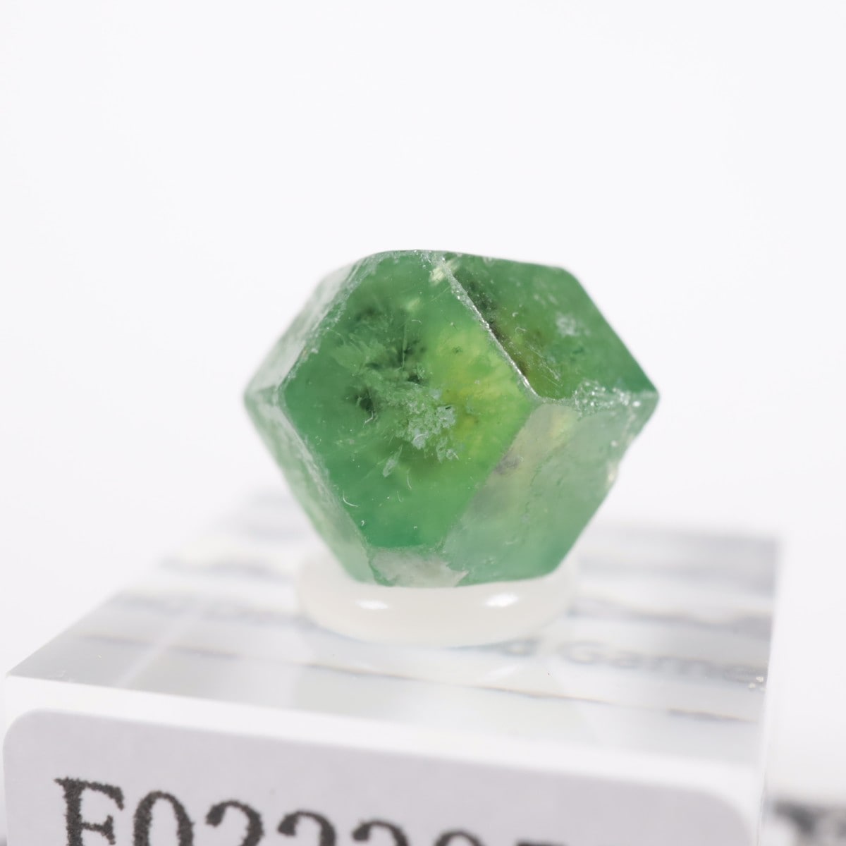 �ѥ������� �ǥޥ�ȥ��ɥ����ͥå�