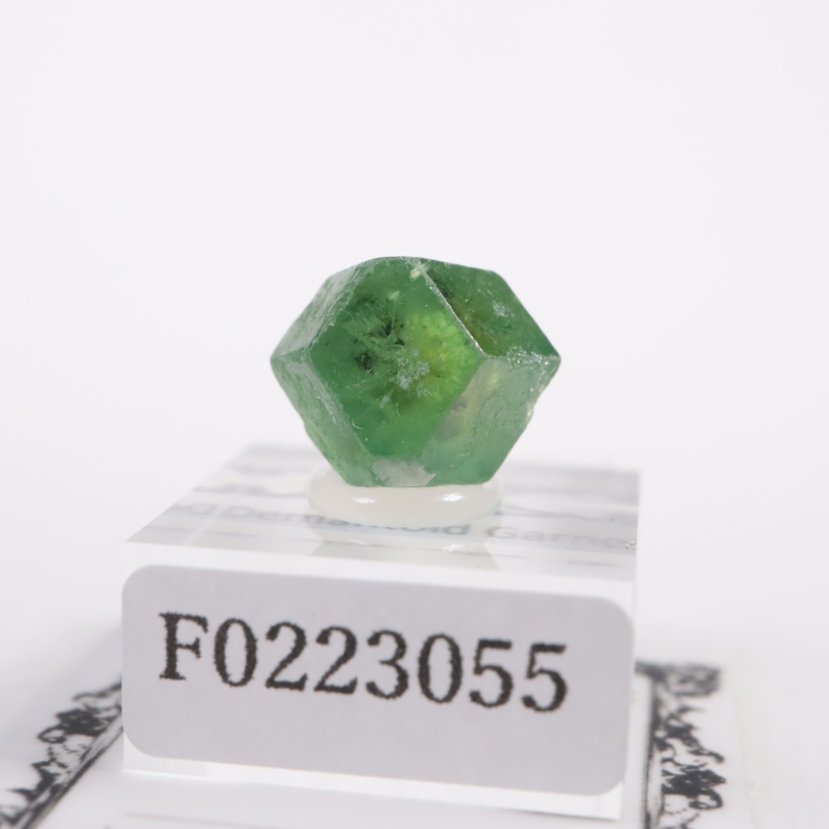 �ѥ������� �ǥޥ�ȥ��ɥ����ͥå�