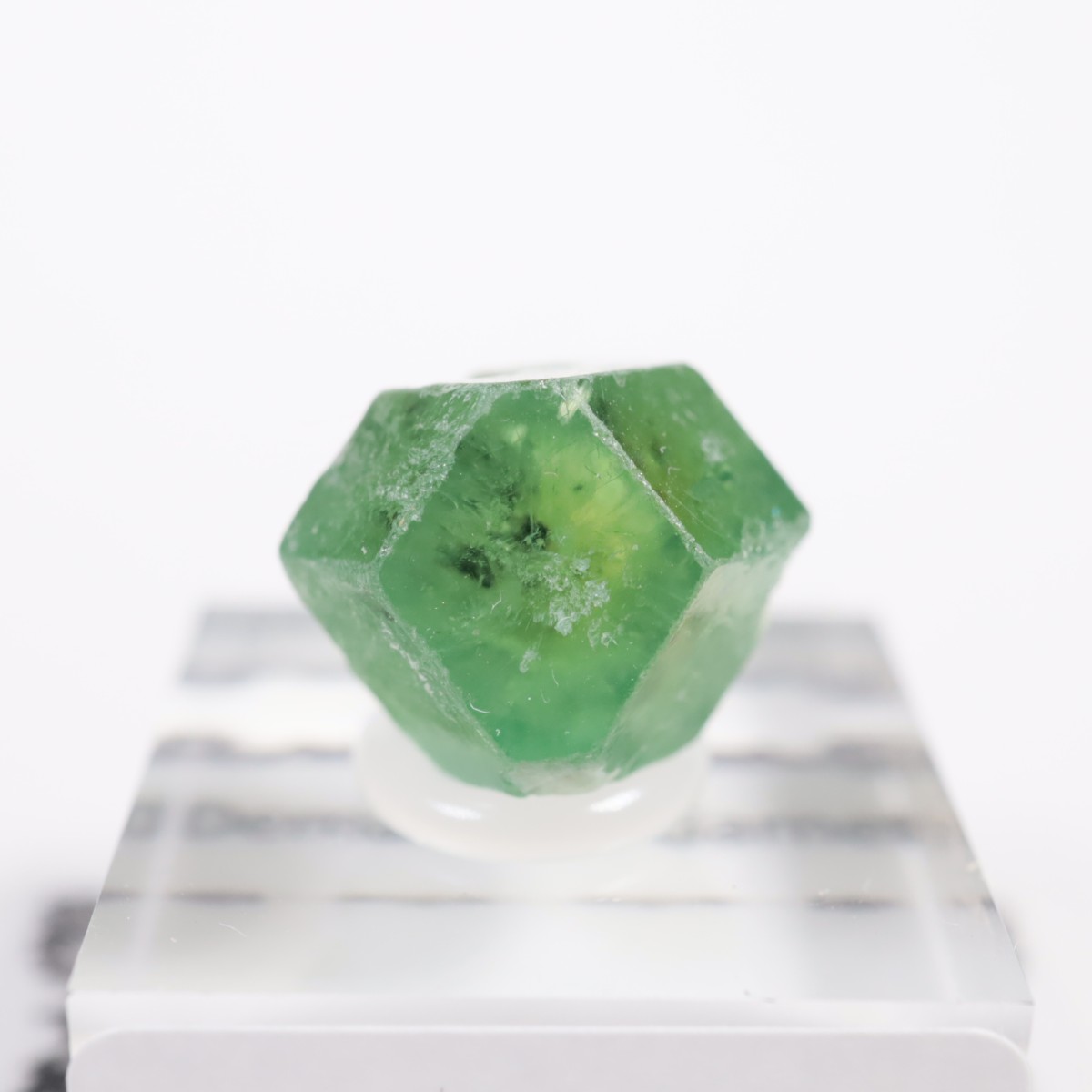 �ѥ������� �ǥޥ�ȥ��ɥ����ͥå�