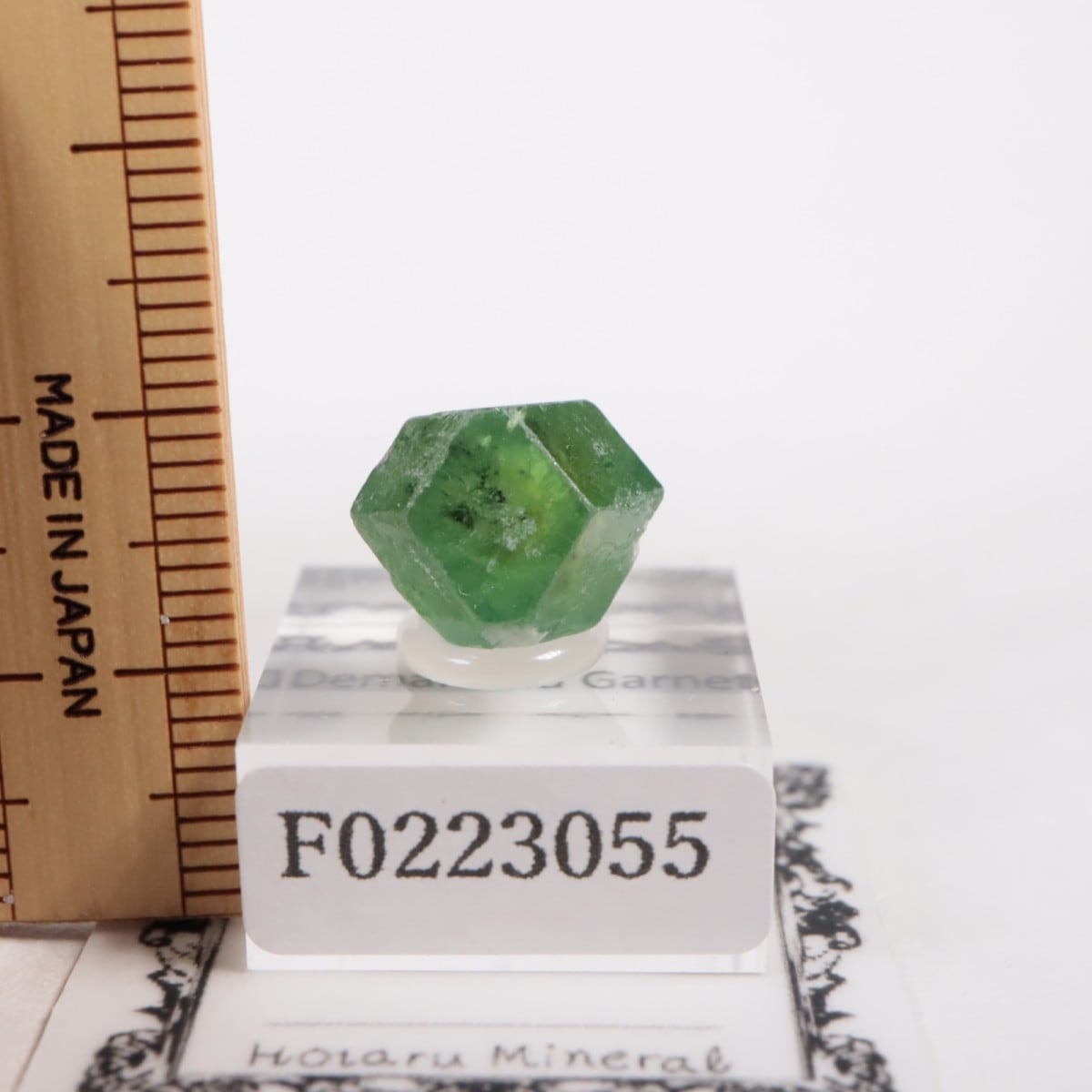 �ѥ������� �ǥޥ�ȥ��ɥ����ͥå�