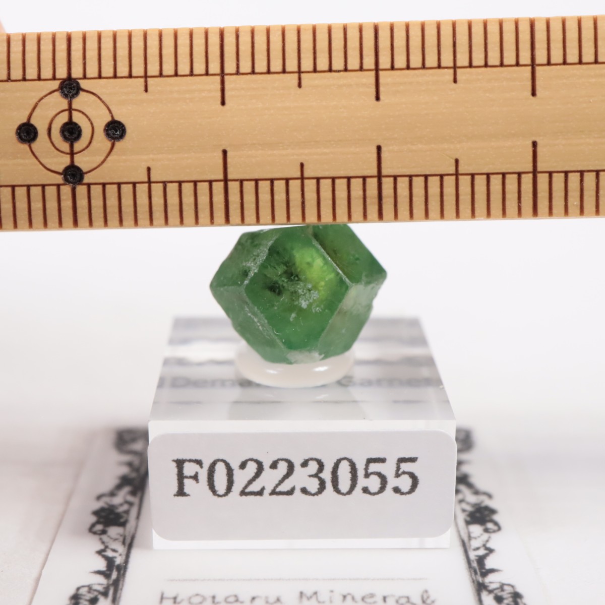 �ѥ������� �ǥޥ�ȥ��ɥ����ͥå�