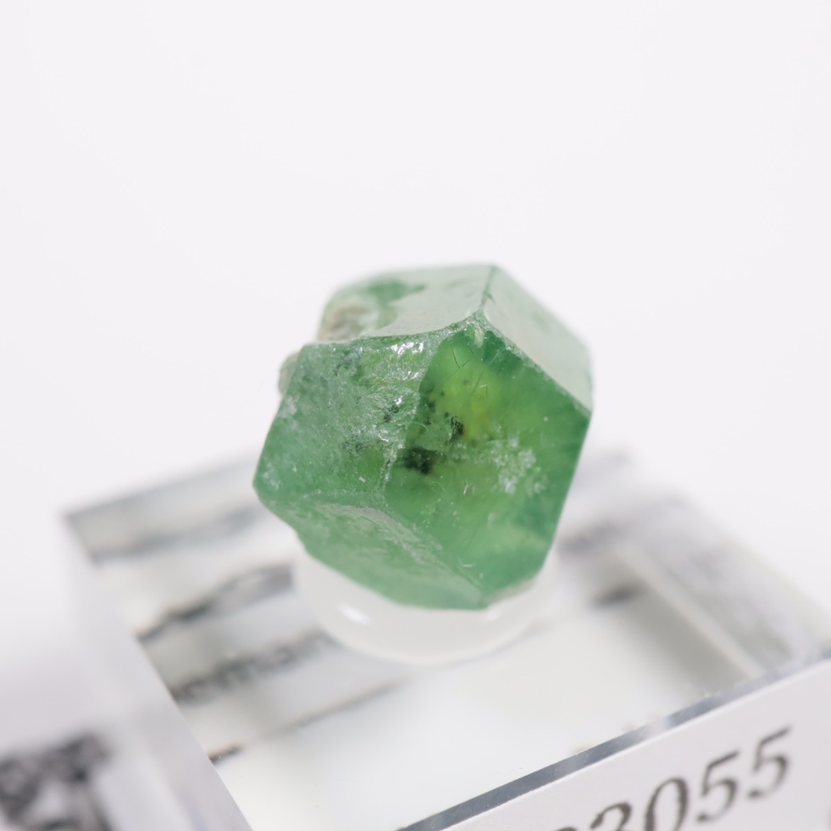 �ѥ������� �ǥޥ�ȥ��ɥ����ͥå�