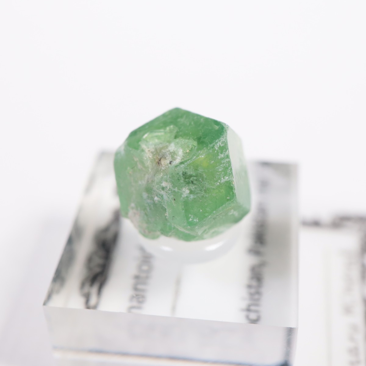 �ѥ������� �ǥޥ�ȥ��ɥ����ͥå�