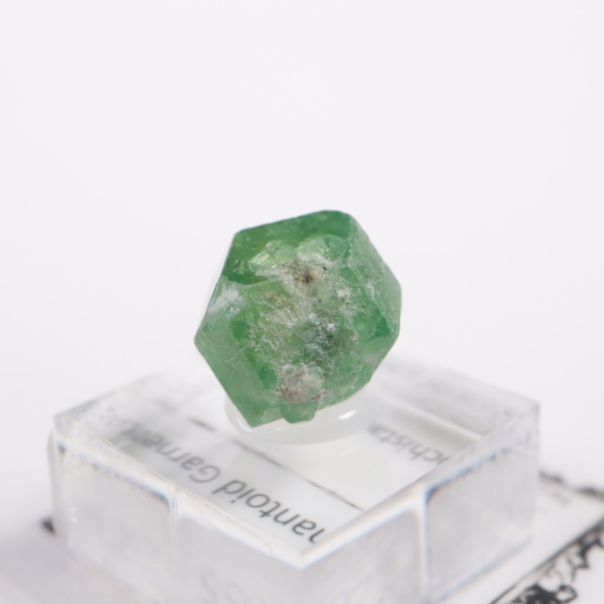 �ѥ������� �ǥޥ�ȥ��ɥ����ͥå�