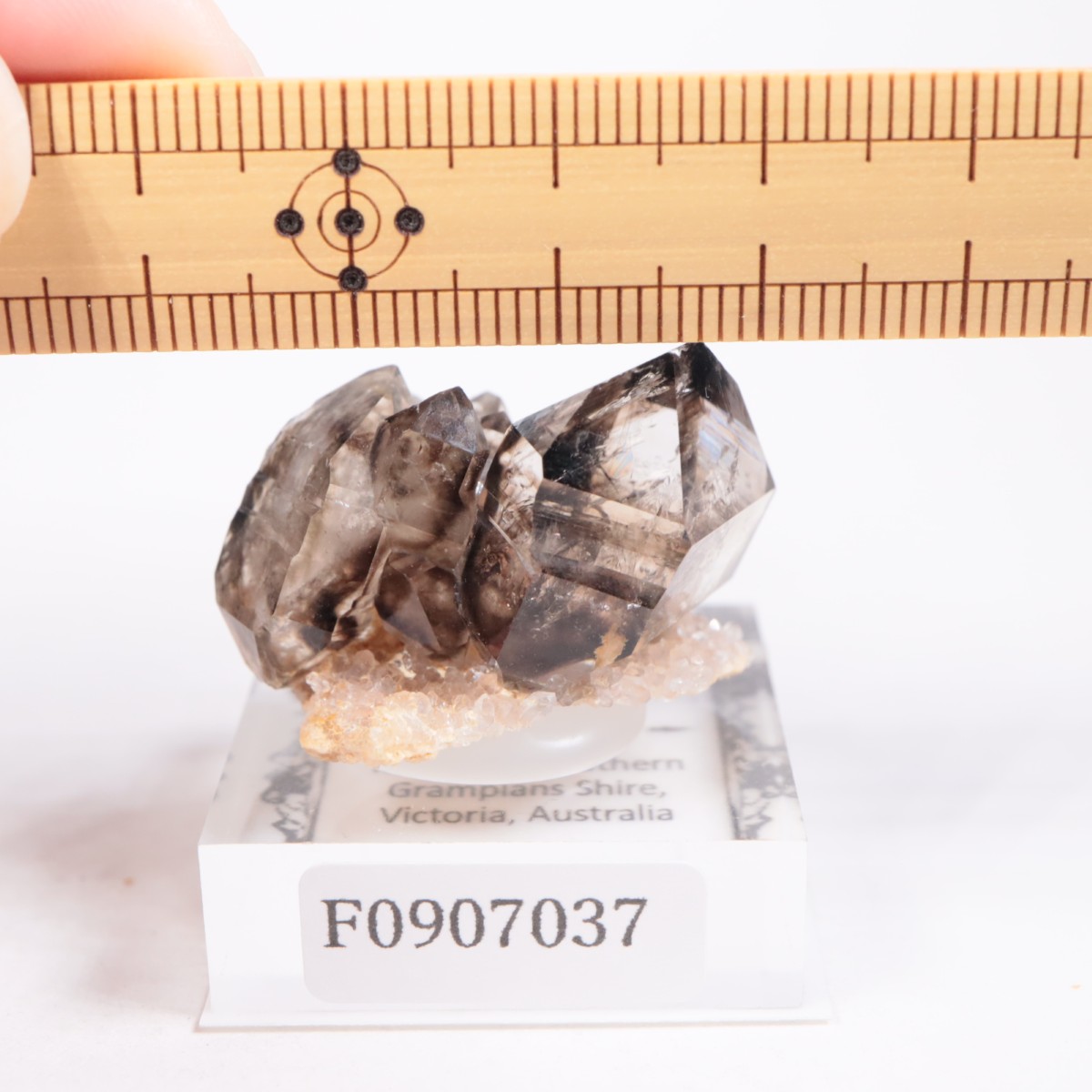 �������ȥ�ꥢ�� ����徽