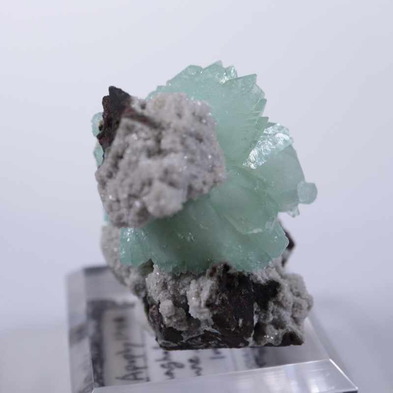 Wagholi�������ݥե��饤��