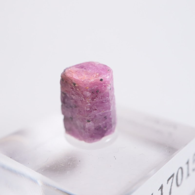 ���󥶥˥��� ��ӡ�