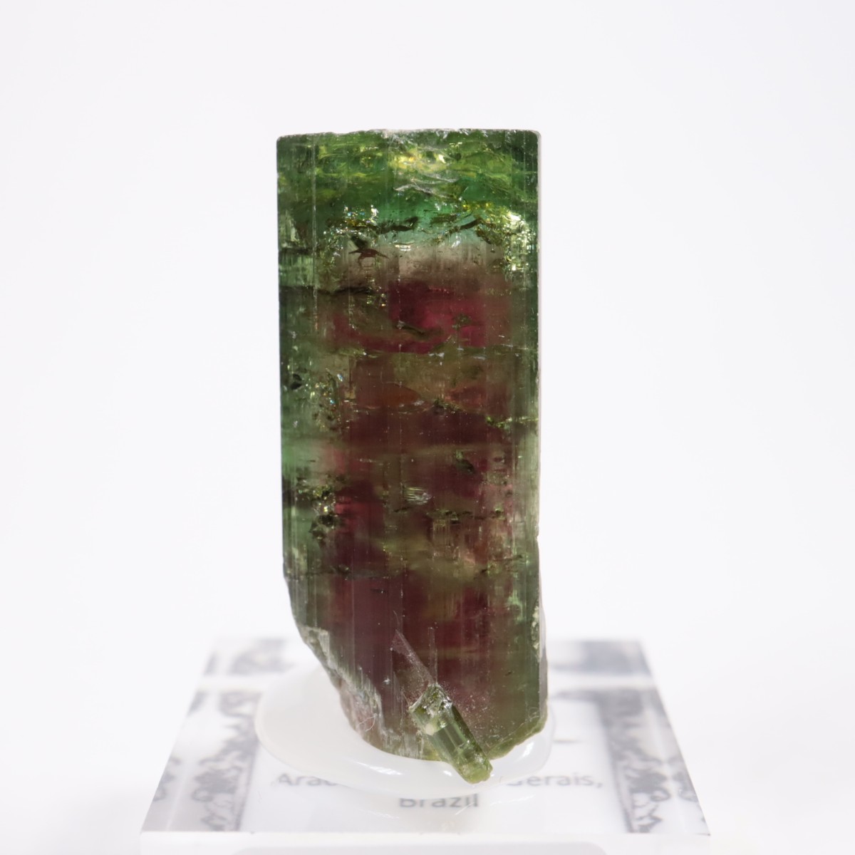 Aracuai�� �ȥ�ޥ��