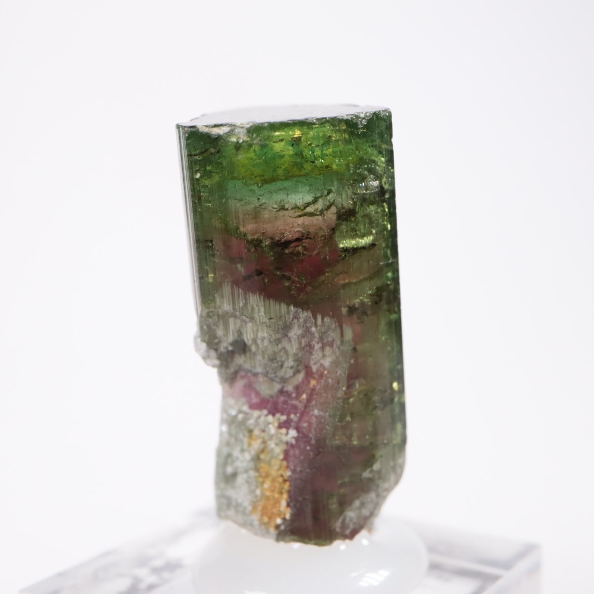 Aracuai�� �ȥ�ޥ��