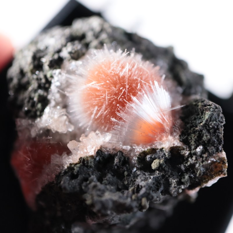 ����ɻ����᥽�饤�ȡ���ʨ�С�