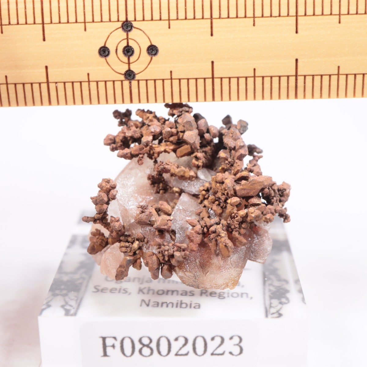 �ʥߥӥ��� ����Ƽ�����륵����