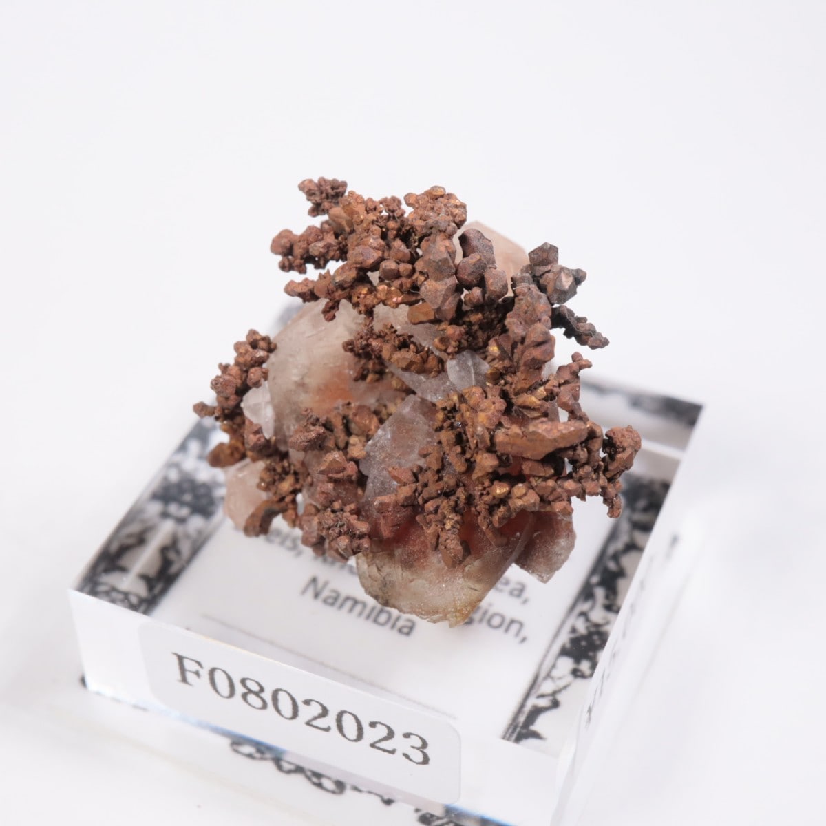 �ʥߥӥ��� ����Ƽ�����륵����