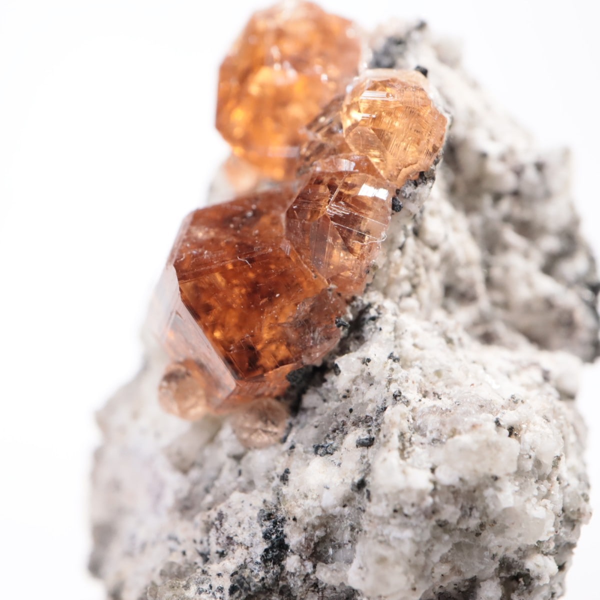 �����ե꡼�ۻ��� ��������顼�����ͥå�