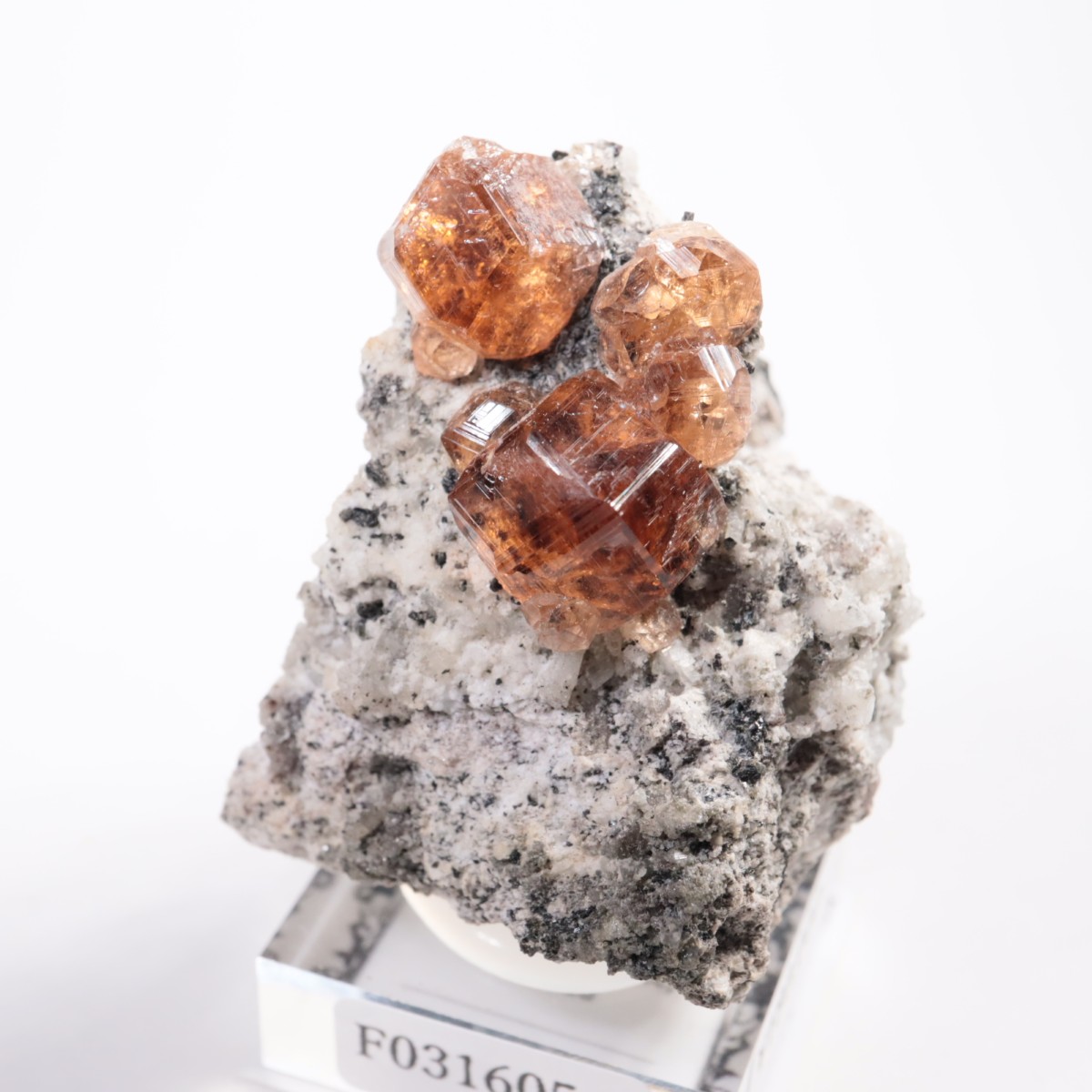 �����ե꡼�ۻ��� ��������顼�����ͥå�