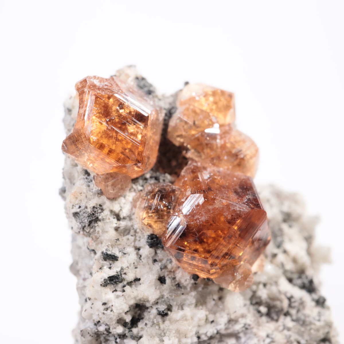 �����ե꡼�ۻ��� ��������顼�����ͥå�