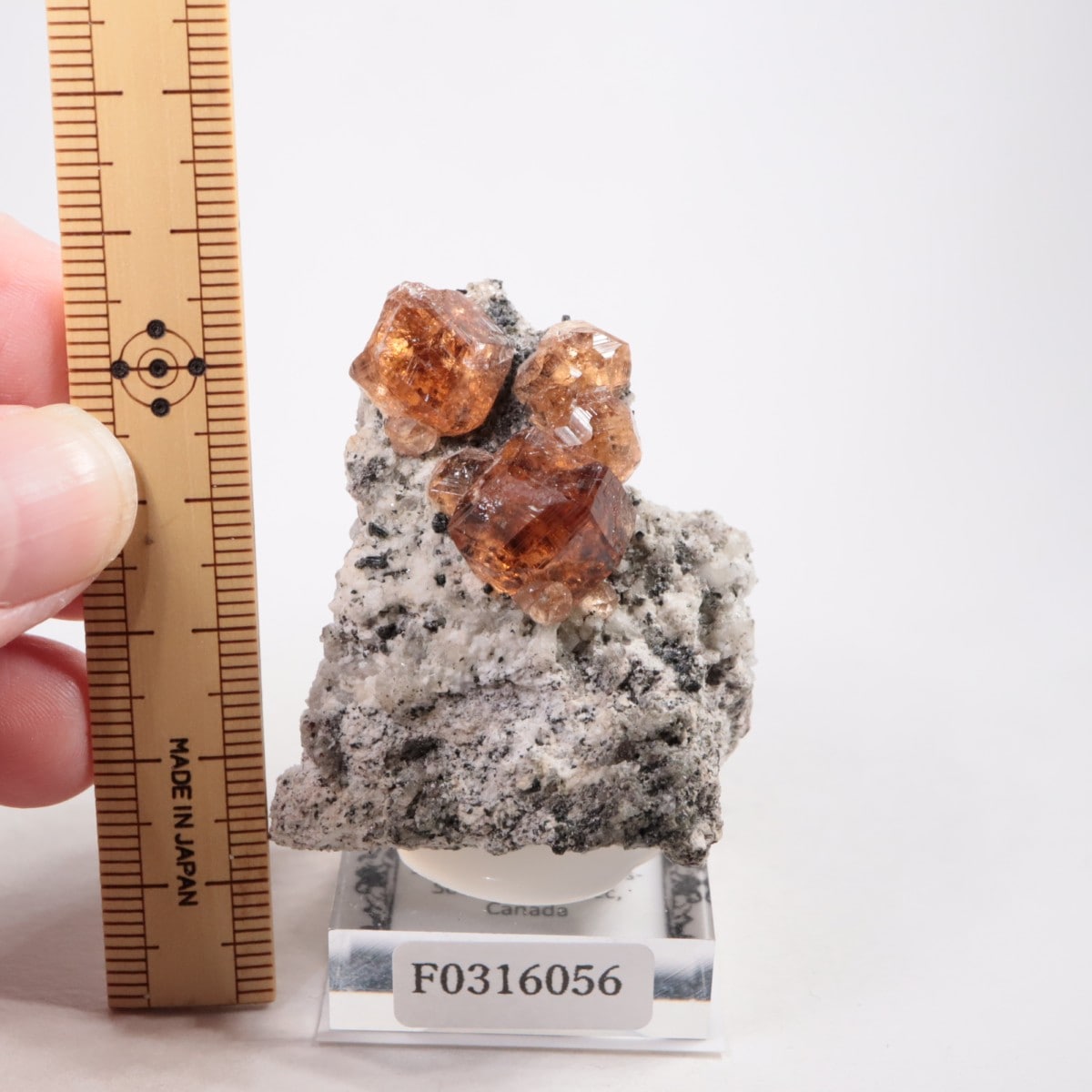 �����ե꡼�ۻ��� ��������顼�����ͥå�