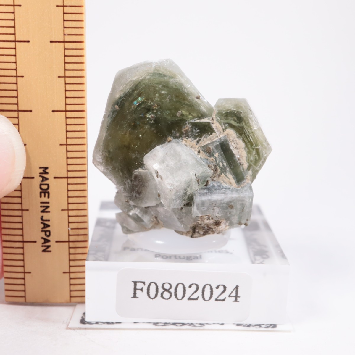 �ѥʥ�������ۻ� ���ѥ�����