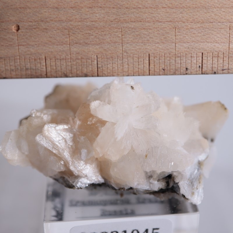 Amudikha River���ȥॽ��ʨ��