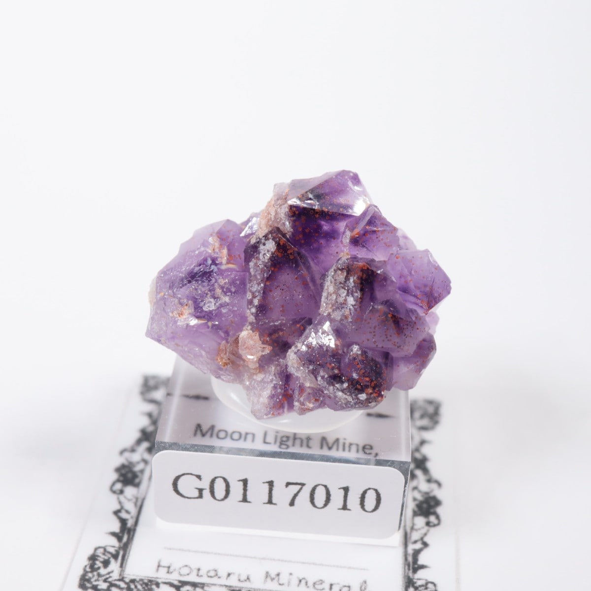 Moon Light�ۻ� ���᥷���ȡ��إޥ�����