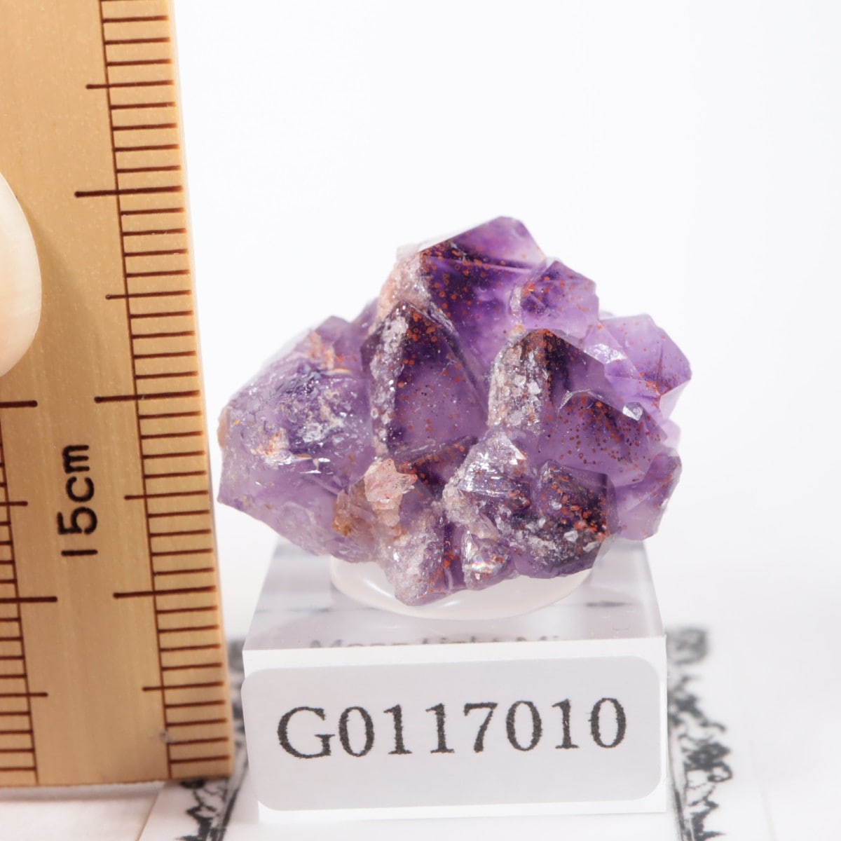 Moon Light�ۻ� ���᥷���ȡ��إޥ�����