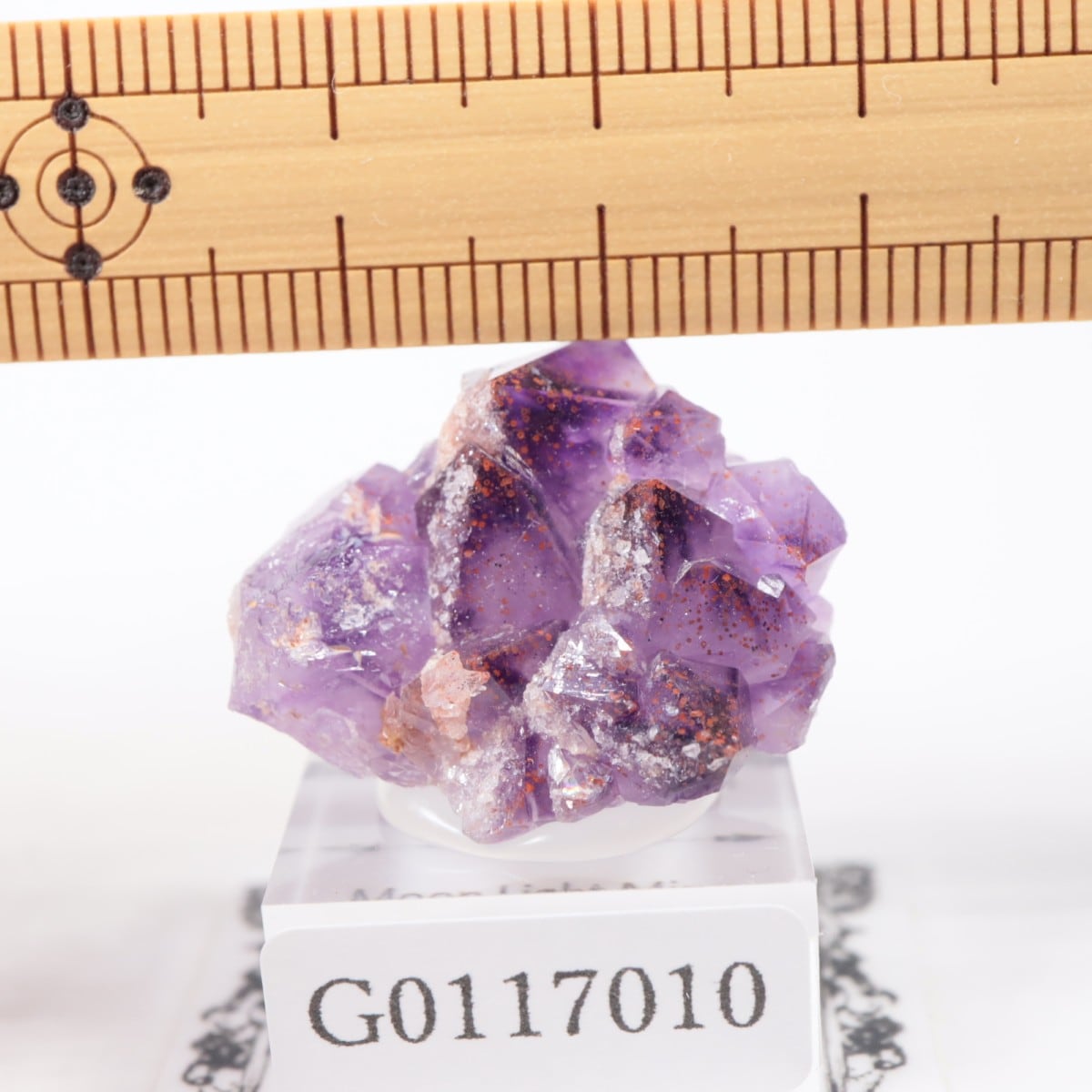 Moon Light�ۻ� ���᥷���ȡ��إޥ�����