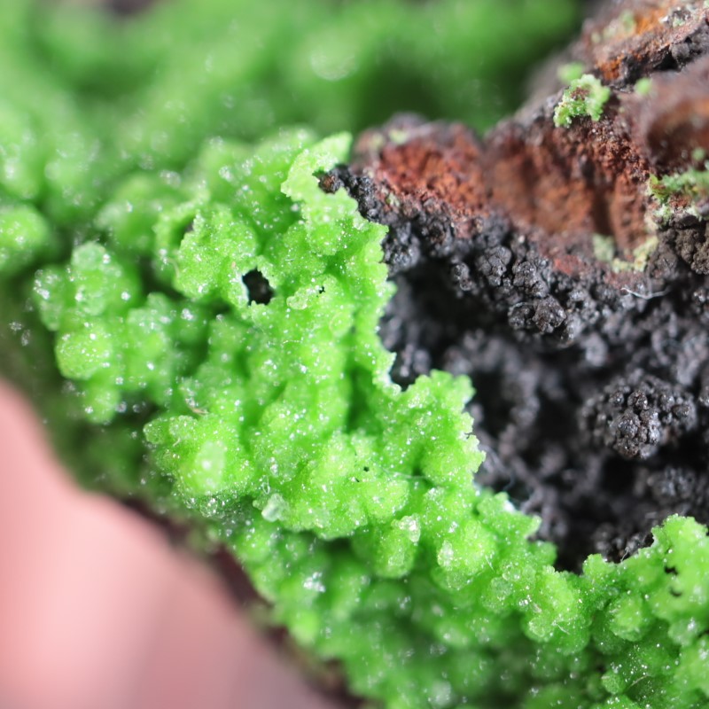 メキシコ産 コニカルサイト | 鉱物標本,カ行,カルサイト/方解石