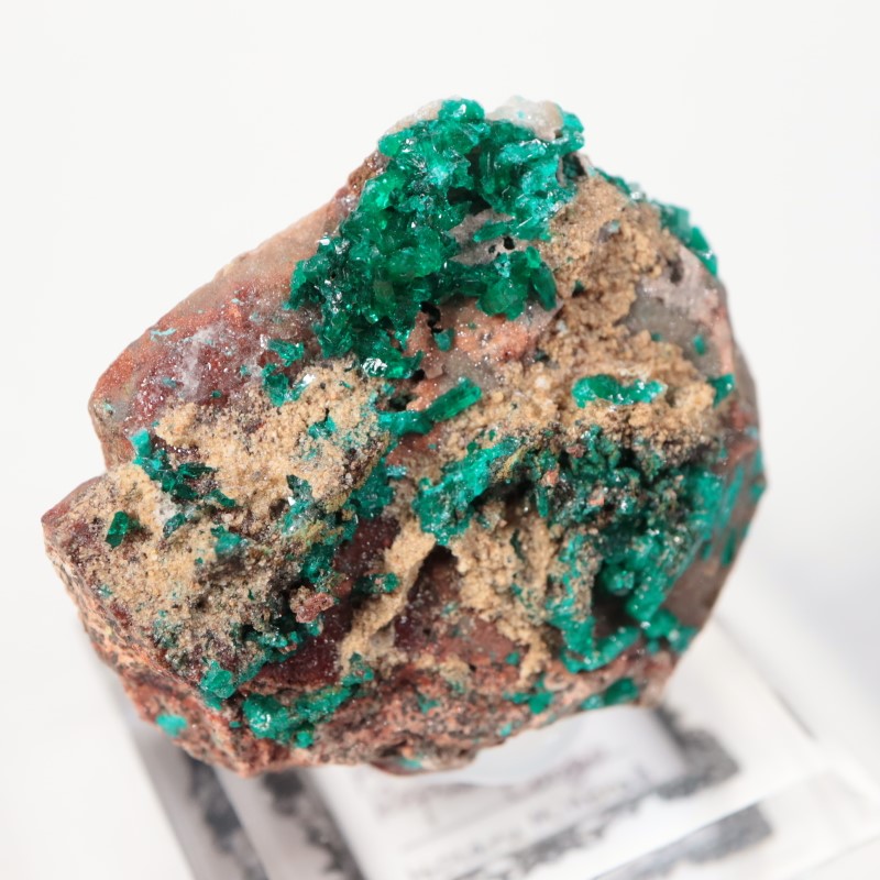 ���󥴻����������ץơ���