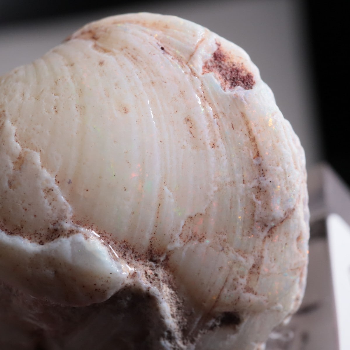 オーストラリア産 シェルオパール | 鉱物標本,ア行,オパール/蛋白石