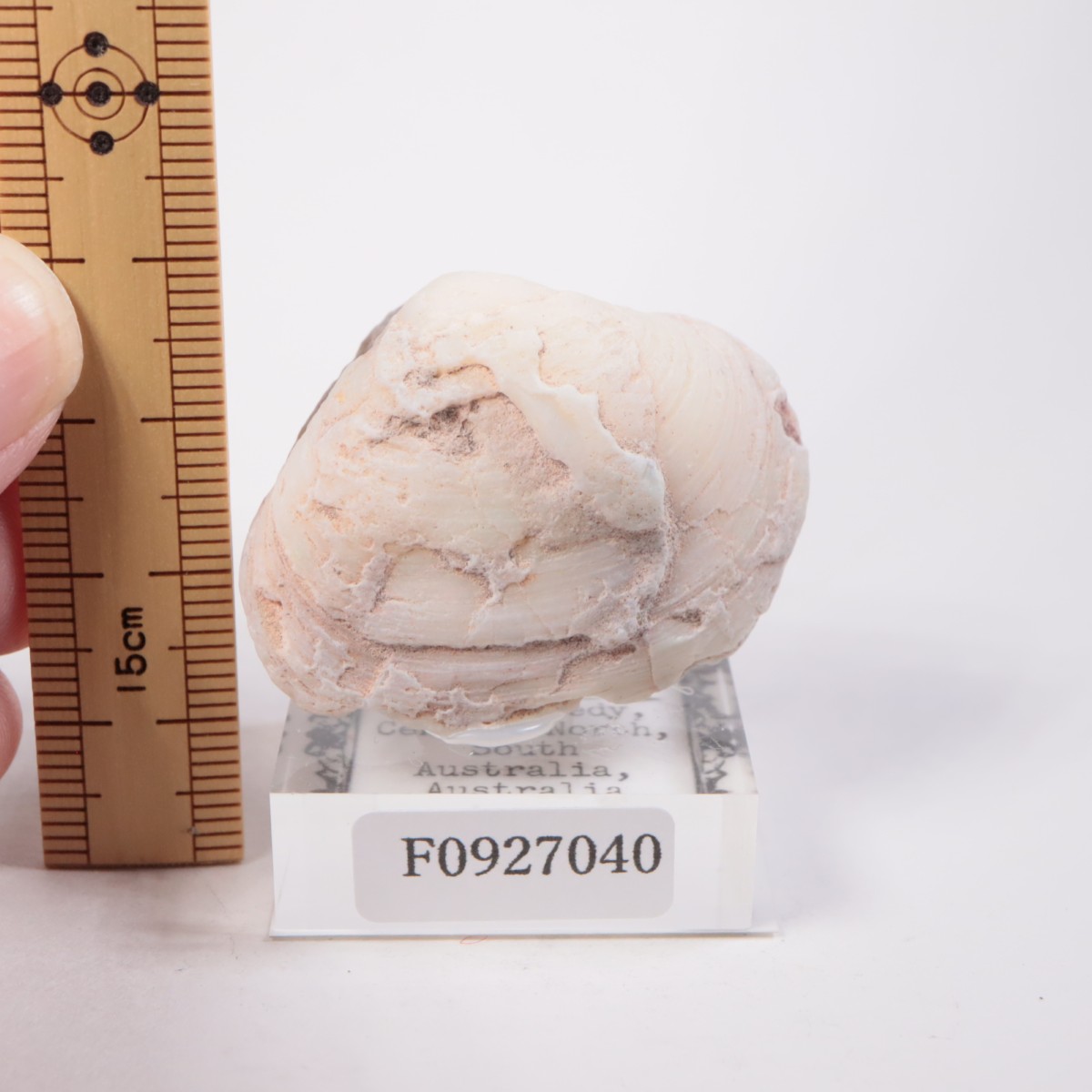 オーストラリア産 シェルオパール | 鉱物標本,ア行,オパール/蛋白石