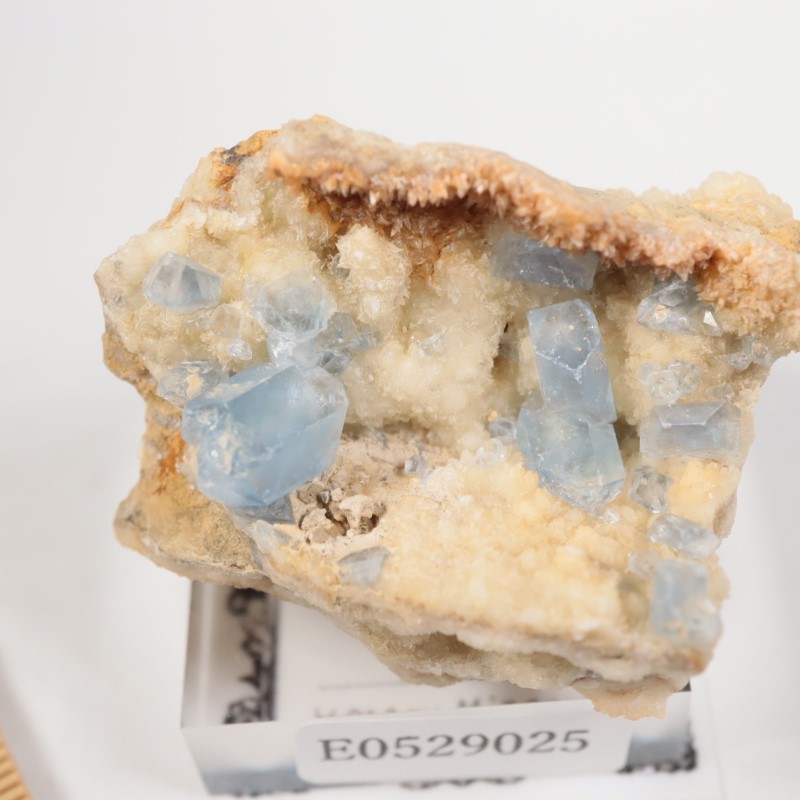 ���ե��˥�����ŷ����