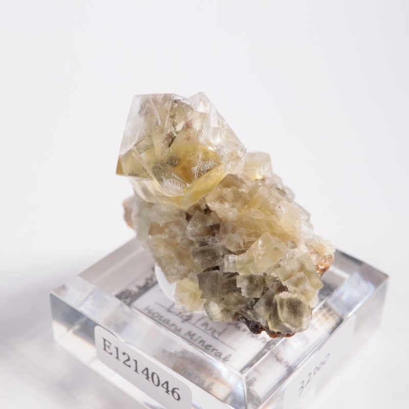 The Bull Vein �ե����饤��