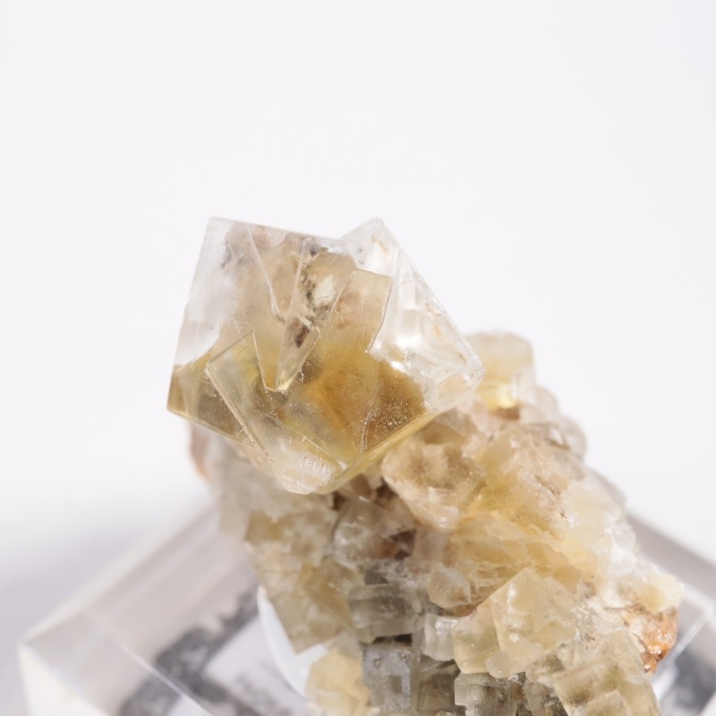 The Bull Vein �ե����饤��