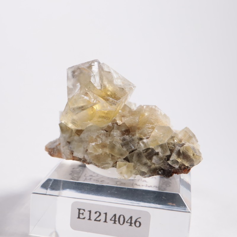 The Bull Vein �ե����饤��