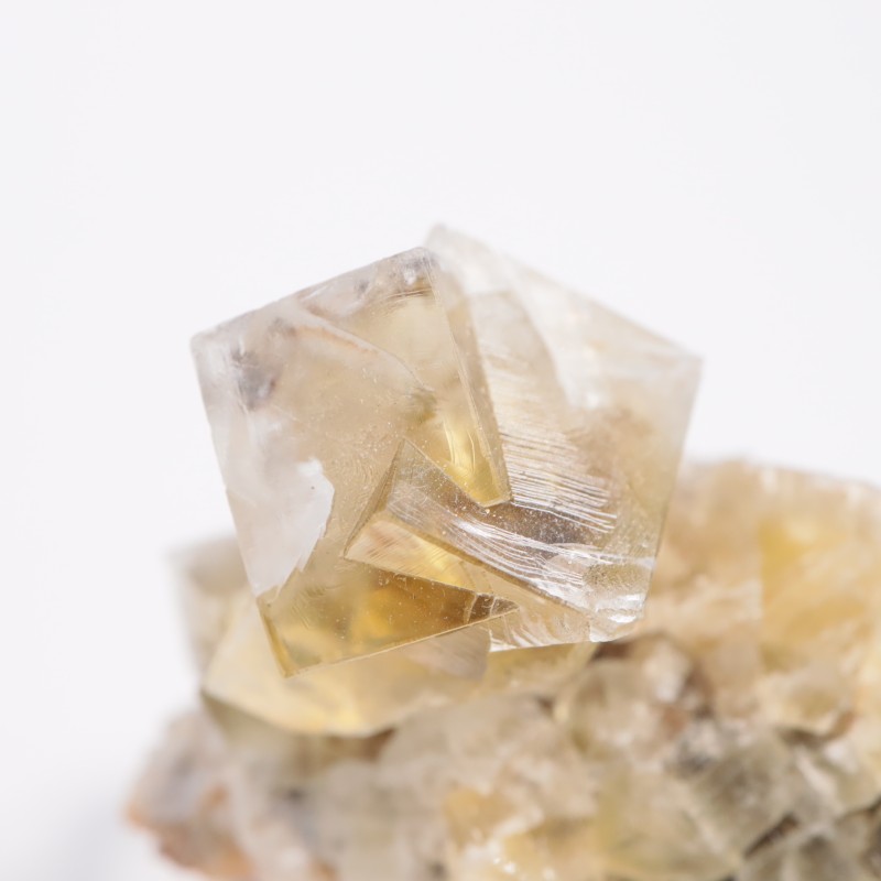 The Bull Vein �ե����饤��