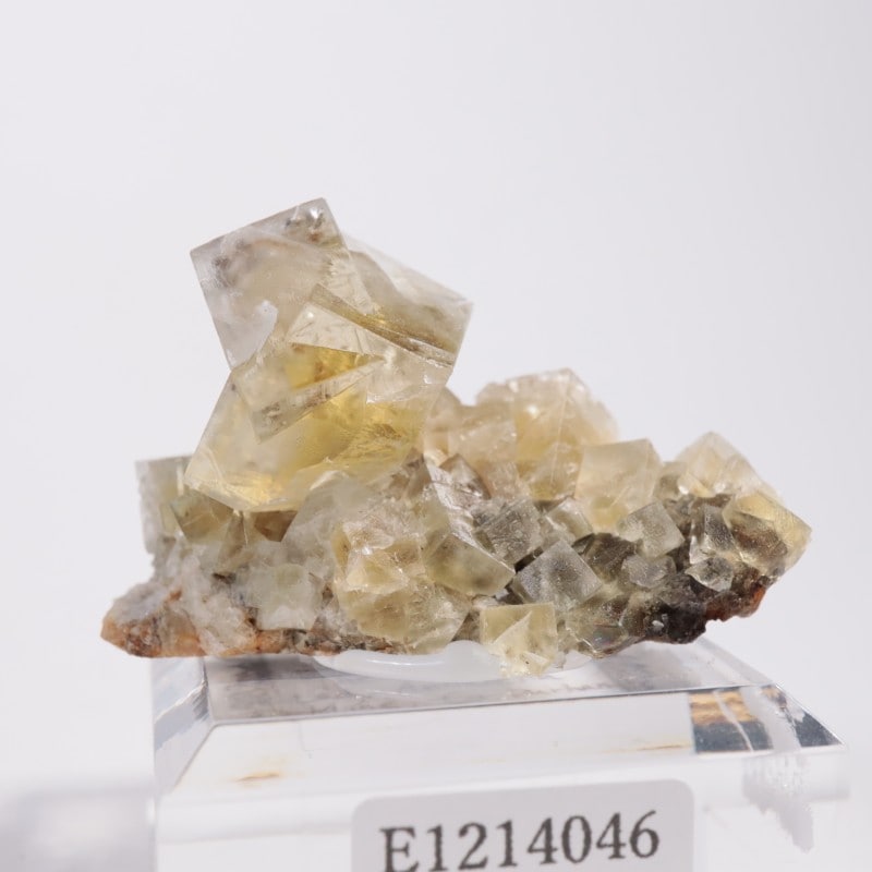 The Bull Vein �ե����饤��